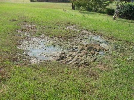 Vegetation dying and yard becoming muddy wasteland